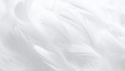 Close-up of layered, soft, white feathers. Evokes lightness, purity, and subtle textures