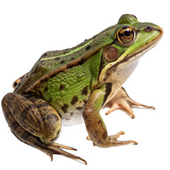 Fototapeta premium frog, png file