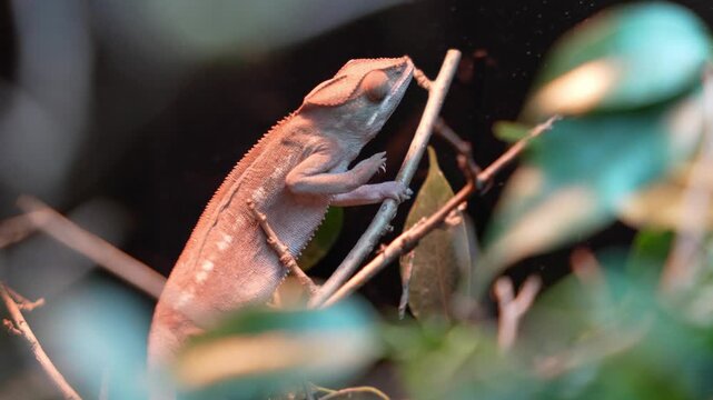 Chameleon in glass terrarium observed from close distance. Turning head, scanning environment with turret eyes, occasional slow movement