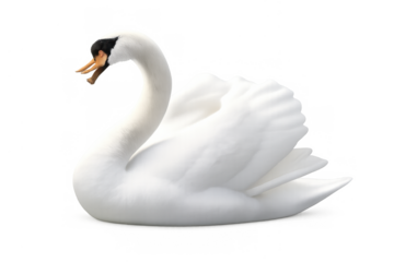 White mute swan swimming, elegant waterfowl presenting graceful posture on transparent background