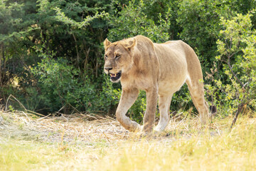 Naklejka premium An adult Lion moving on dry grass in Okavango delta in Moremi Game Reserve, Botswana