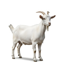 Fototapeta premium goat on white background
