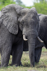 Close-up of an African bush elephant staring in Okavango delta, Botswana