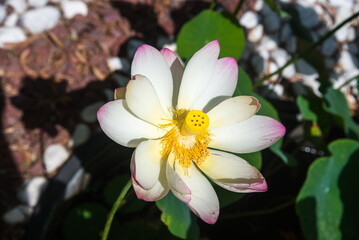 fleur dans le jardin exotique de Ponteilla dans les Pyr&eacute;n&eacute;es Orientales en France
