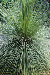 cactus dans le jardin exotique de Ponteilla dans les Pyr&eacute;n&eacute;es Orientales en France