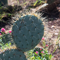 cactus dans le jardin exotique de Ponteilla dans les Pyr&eacute;n&eacute;es Orientales en France