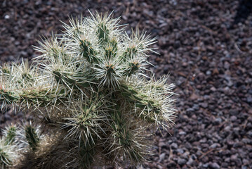cactus dans le jardin exotique de Ponteilla dans les Pyr&eacute;n&eacute;es Orientales en France