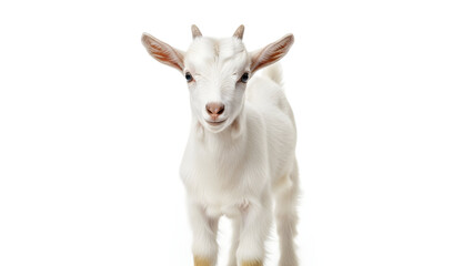 Obraz premium goat on a white background