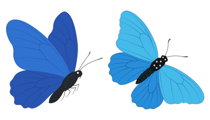 blue butterfly isolated on white