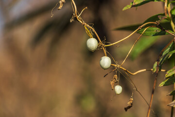 冬の野山　日差しに輝くスズメウリの白い実01