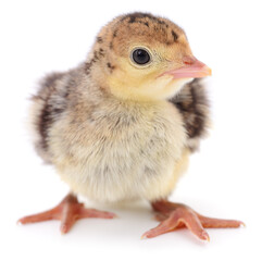 Cute baby turkey isolated on white background