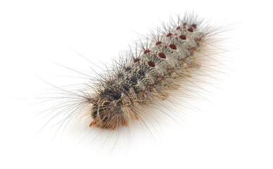 Hairy caterpillar Lymantria dispar isolated on white background