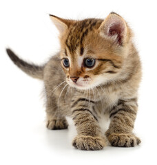 Beautiful tabby kitten walking isolated on white background