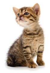 Cute tabby kitten sitting and looking up isolated on white background