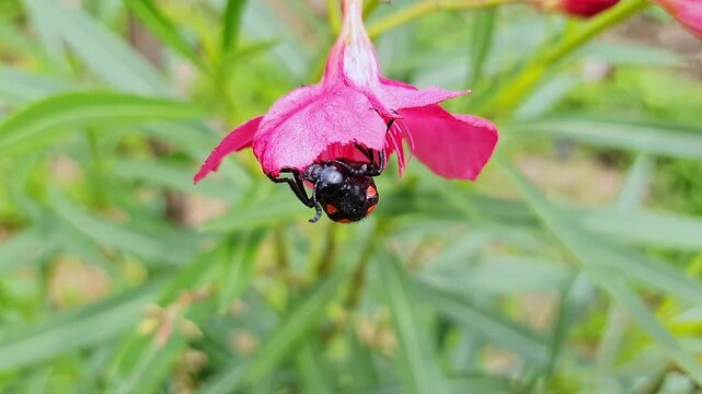 A macro shot of red Blister beetle eating or chewing pink flower at home garden