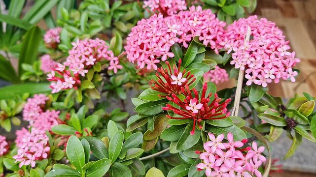 Sunlit pink ixora coccinea flower clusters blooming vibrantly in tropical garden natural beauty