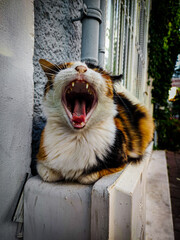 Cat lying down yawning © Yaroslav