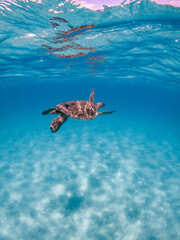 Obraz premium Sea Turtles Swimming Underwater – Loggerhead (Caretta Caretta) and Green Turtle