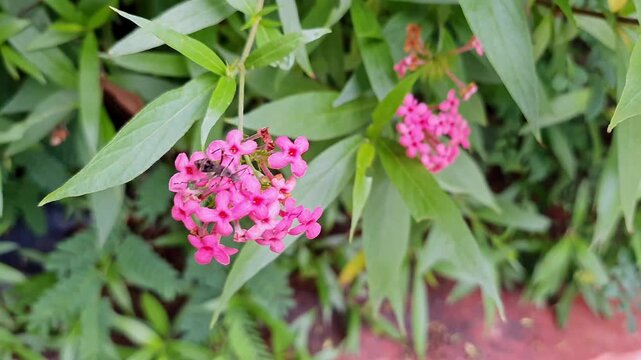 A macro shot of Tiny Insect Collects Nectar from Vibrant bunch of Panama Rose or Bush Penta flowers