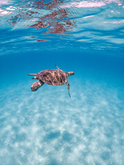 Obraz premium Sea Turtles Swimming Underwater – Loggerhead (Caretta Caretta) and Green Turtle