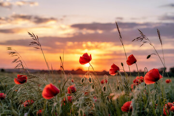 Golden Hour Poppies A Field of Red at Sunset
