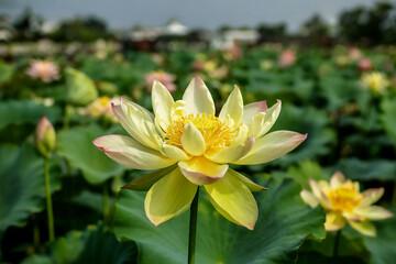 Vibrant Yellow Lotus Flower in a Serene Pond