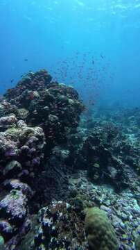 A vibrant school of anthias hovers around coral formations, filmed in Karang Hatta, Banda Sea.