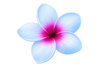 Fototapeta premium Frangipani flower with white petals and vibrant pink center creating a tropical blossom design, transparent background