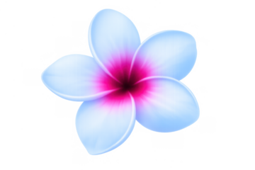 Frangipani flower with white petals and vibrant pink center creating a tropical blossom design, transparent background