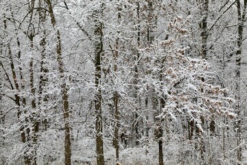Snow cover in the dense forest
