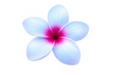 Plumeria flower with white and vivid pink petals, isolated tropical blossom, transparent background botanical element