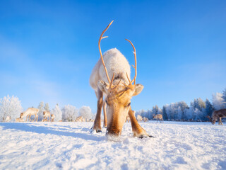 Reindeer on the field, symbolizing untouched nature, ecology, and conservation of the Northern wilderness. Animals beyond the Arctic Circle. Herd of reindeer in a pasture. 