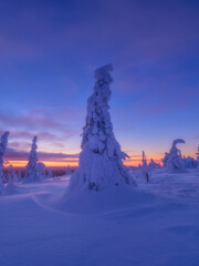 Majestic snowy spruce trees under a dramatic orange and blue sunset sky in winter. Serene winter landscape with frozen trees and bright colorful horizon at twilight. 