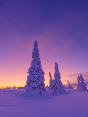 Majestic snowy spruce trees under a dramatic pink sunset sky in winter. Serene winter landscape with frozen trees and bright colorful horizon at twilight. Natural landscape. 