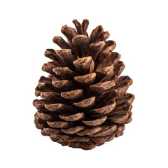 Natural brown pine cone isolated on white background. Dry wooden pinecone with open scales for winter and Christmas holiday decoration