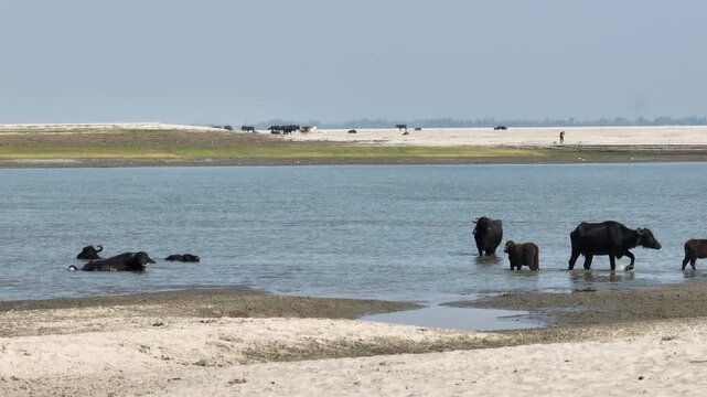 Buffalo bathing in shallow river water during dry season on Jamuna River, Bangladesh
