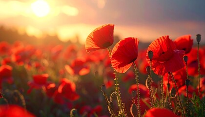 Vibrant red poppies blooming under golden sunset light in a field