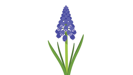 Obraz premium A vibrant, simple, and stylized digital illustration of a flowering plant. The flower is a cluster of small, blue-violet bells. It has long, green leaves