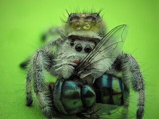 Phidippus regius with prey