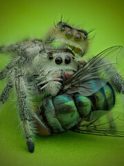 Phidippus regius with prey
