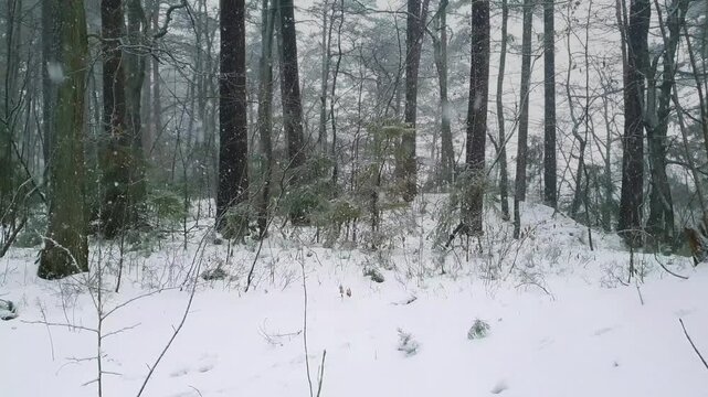 Empty snowbound mixed forest with snow covered fir trees and bare deciduous trees at inclement winter day with heavy snowfall. No people desolate woodland landscape natural background.