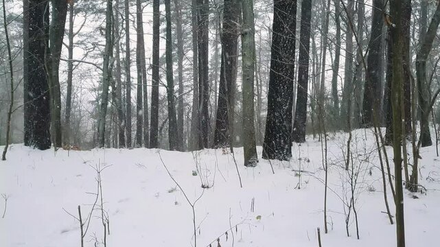 Peaceful woodland landscape on edge of snowy mixed forest with snow covered fir trees and leafless deciduous trees at winter day with heavy snowfall. No people wilderness natural background.