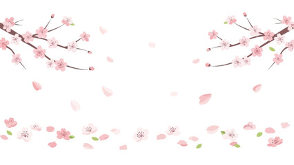 Beautiful pink cherry blossom branches with flowers and petals falling on white background for spring and floral designs with nature