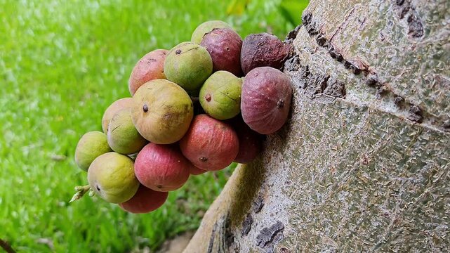 Close-Up View of the cluster figs Growing Abundantly on gular tree in Farmland Fields