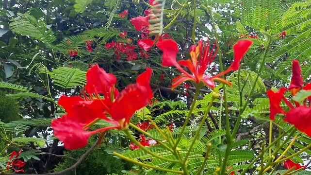 Closeup perspective of blooming gulmohar flowers with feathery fern like leaves