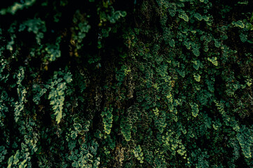 texture of green lush foliage