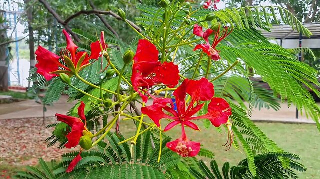 Closeup perspective of blooming gulmohar flowers with feathery fern like leaves