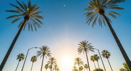 Low angle view of tall palm trees lining a street under a bright sun and clear blue sky in California, creating a beautiful tropical summer landscape.