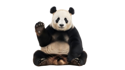 Cute Giant Panda Bear Sitting and Waving Hand, Isolated on a Clean Transparent White Background, Adorable Animal Wildlife Photography