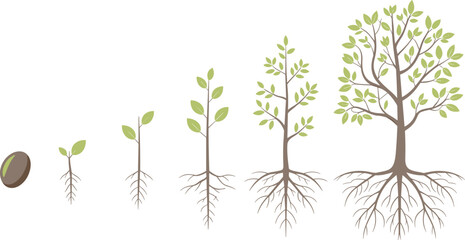 Tree growth stages illustration, plant life cycle from seed to mature tree with roots, botanical education infographic vector design